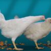 Poulet de Chair Entier (1 à 1,3 Kg)