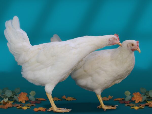 Poulet de Chair Entier (1 à 1,3 Kg)