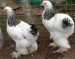 Trio Brahma Blanc Herminé Noir 3 à 4 Mois - 1 Coq et 2 Poules de Race Pure