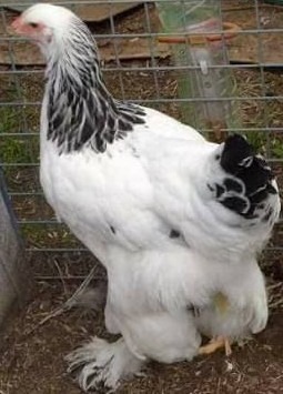 Brahma Blanc Herminé Noir 3 à 5 Mois (femelle) - Race Pure