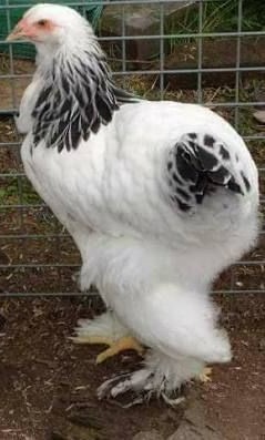 Brahma Blanc Herminé Noir 3 à 5 Mois (mâle) - Race Pure
