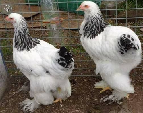 Brahma Blanc Herminé Noir 3 à 5 Mois (mâle) - Race Pure