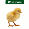 Poussin Goliath d'un Jour Vacciné - Poulet Local Amélioré