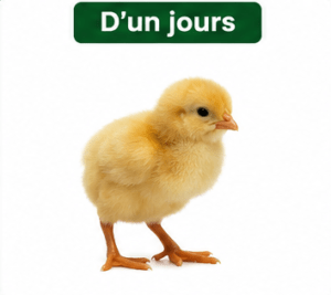 Poussin Goliath d'un Jour Vacciné - Poulet Local Amélioré
