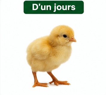 Poussin Goliath d'un Jour Vacciné - Poulet Local Amélioré