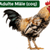 Coq Goliath Adulte Reproducteur - Race Locale Améliorée