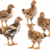 Poussin Goliath 2 Semaines - Croissance Rapide