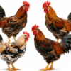 Coq Goliath Adulte Reproducteur - Race Locale Améliorée