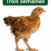 Poussin Goliath 3 Semaines - Poulet Local Amélioré
