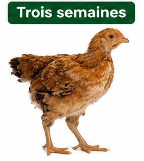 Poussin Goliath 3 Semaines - Poulet Local Amélioré