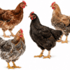 Poule Goliath Adulte Reproductrice - Poulet Local Amélioré