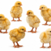 Poussin Goliath d'un Jour Vacciné - Poulet Local Amélioré