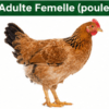 Poule Goliath Adulte Reproductrice - Poulet Local Amélioré