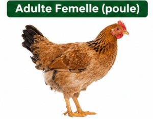 Poule Goliath Adulte Reproductrice - Poulet Local Amélioré