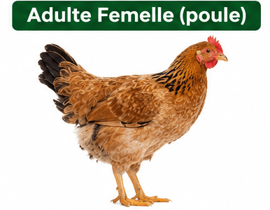 Poule Goliath Adulte Reproductrice - Poulet Local Amélioré
