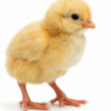 Poussin Goliath d'un Jour Vacciné - Poulet Local Amélioré