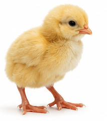 Poussin Goliath d'un Jour Vacciné - Poulet Local Amélioré