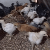 Poussin Goliath 2 Semaines - Croissance Rapide
