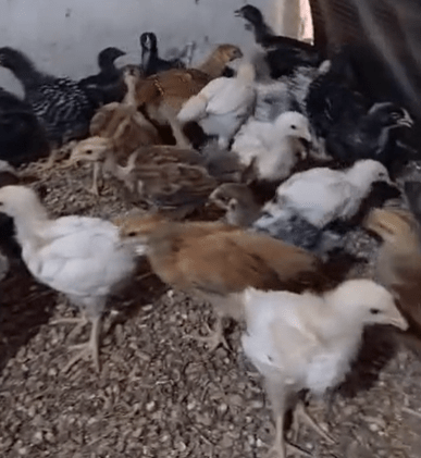 Poussin Goliath 2 Semaines - Croissance Rapide
