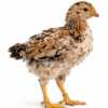 Poussin Goliath 2 Semaines - Croissance Rapide