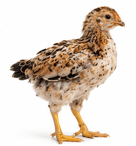 Poussin Goliath 2 Semaines - Croissance Rapide
