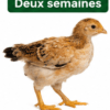 Poussin Goliath 2 Semaines - Croissance Rapide