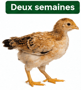 Poussin Goliath 2 Semaines - Croissance Rapide