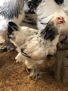 Poule Brahma Blanc Herminé Noir Adulte Reproductrice - Qualité Moyenne