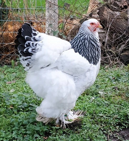 Poule Brahma Blanc Herminé Noir Adulte - Top Qualité