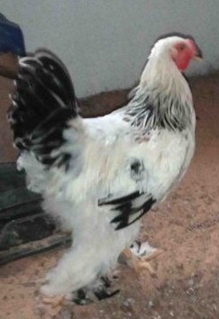 Coq Brahma Blanc Herminé Noir Adulte Reproducteur - Qualité Moyenne