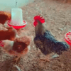 Coq Goliath Adulte Reproducteur - Race Locale Améliorée