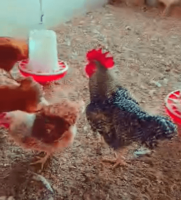 Coq Goliath Adulte Reproducteur - Race Locale Améliorée