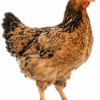 Poule Goliath Adulte Reproductrice - Poulet Local Amélioré