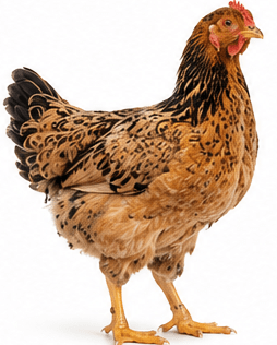 Poule Goliath Adulte Reproductrice - Poulet Local Amélioré