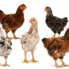goliath preponte Coq Goliath Pré-Ponte - Future Reproducteur