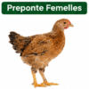 goliath preponte femelle Coq Goliath Pré-Ponte - Future Reproducteur