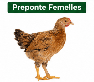 Coq Goliath Pré-Ponte - Future Reproducteur