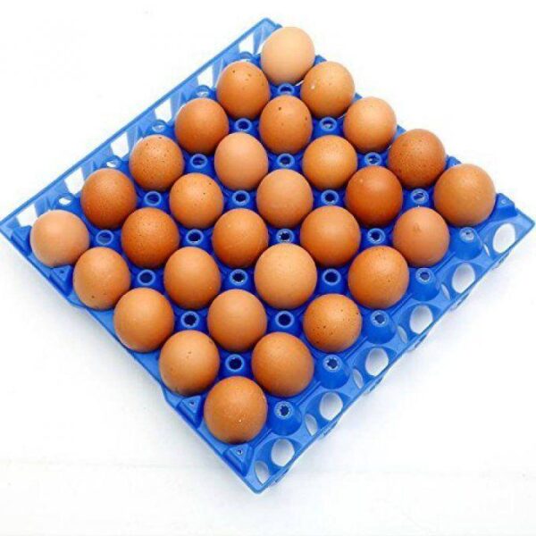 Lot de 10 Tablettes d’Œufs de Poulet – 300 Pièces