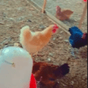 Poule Goliath Adulte Reproductrice - Poulet Local Amélioré