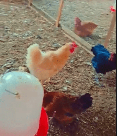 Poule Goliath Adulte Reproductrice - Poulet Local Amélioré