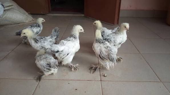 Poussin Brahma Blanc Herminé Noir 1 mois - Race Pure