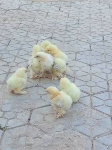 Poussin Brahma Blanc Herminé Noir 1 Semaine - Race Pure