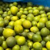 Lime de Tahiti Frais - Citron Vert de Qualité au Sénégal | 100 kg (sur des cas)