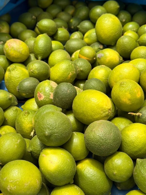 Lime de Tahiti Frais - Citron Vert de Qualité au Sénégal | 100 kg (sur des cas)