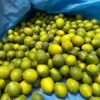 Lime de Tahiti Frais - Citron Vert de Qualité au Sénégal | 100 kg (sur des cas)