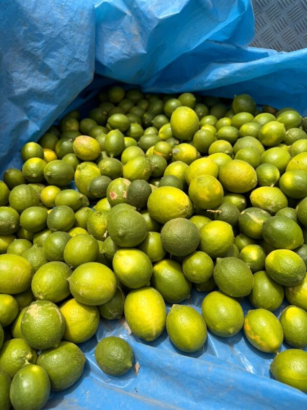 Lime de Tahiti Frais - Citron Vert de Qualité au Sénégal | 100 kg (sur des cas)