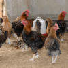 Poulet Local Amélioré SASSO Rainbow Vivant - Vente au Poids