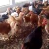 Poulet Local Amélioré SASSO Rainbow Vivant - Vente au Poids