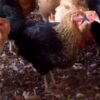 Poulet Local Amélioré SASSO Rainbow Vivant - Vente au Poids
