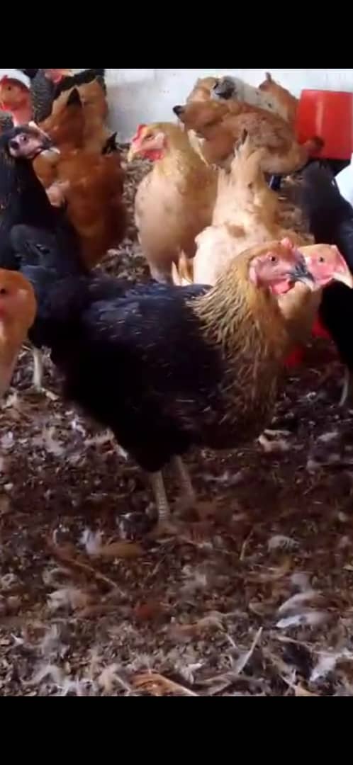 Poulet Local Amélioré SASSO Rainbow Vivant - Vente au Poids
